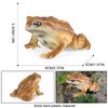 AENIMELY Realistic Solid Frog and Toad Animal Figurines for Kids, Educational Reptile Toys, Ideal for Birthday, Party Favors, and Science Projects（Brown）