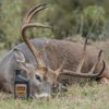 Elusive Wildlife Buck Oil - Liquid Deer Attractant