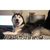 Shelter Pets: Oakland The Dog - 10" Siberian Husky Malamute Plush Toy Stuffed Animals - Based on Real-Life Adopted Pets - Benefiting The Animal Shelters They were Adopted from