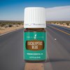 Young Living Eucalyptus Blue Premium Essential Oil Diffuser - 100% Pure, Cool & Refreshing Scent - Aromatherapy for Relaxation and Muscle Relief - 5ml Bottle