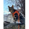 Travel Cat & Stray Cat Harness and Leash Set - Adjustable Fit Mesh Cat Harness and Reflective Strap - Comfort Escape Proof Harness for Cats, Kitten for Outdoor Walking, Hiking (Small, Orange)