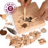 Real Fossil Dig Kit for Kids - Mega Science Kits for Boys & Girls Age 8-12 - Birthday Easter Gift Ideas for 8, 9, 10, 11, 12 Year Old Boy or Girl - Fossils Digging STEM Toys for Ages 8-13