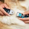 Buckle-Down Seatbelt Buckle Dog Collar - Elsa the Snow Queen Poses PERFECT AND POWERFUL Blues/White - 1.5" Wide - Fits 16-23" Neck - Medium