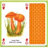 The Famous Mushrooms Playing Cards
