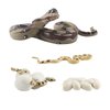 Fantarea Python Growth Cycle Model Playsets 4 PCS Boa Life Cycle Figure Desktop Decoration Party Supplies Cake Toppers Educational Development Toys for Boys Girls Kid Toddlers