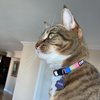 Pawtitas Pet Multicolor Cat Collar with Safety Buckle and Removable Bell Cat Collar Kitten Collar Blue/White/Yellow/Teal Cat Collar