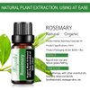 Rosemary Essential Oil Organic Plant & Natural Pure Rosemary Oil for Diffuser, Humidifier, Massage, Bath, Skin & Hair Care-2 Pack x10ml