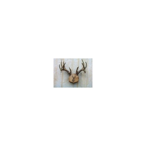 Taxidermists Woodshop The Laser Engraved The Deer Stand Antler Mounting Kit