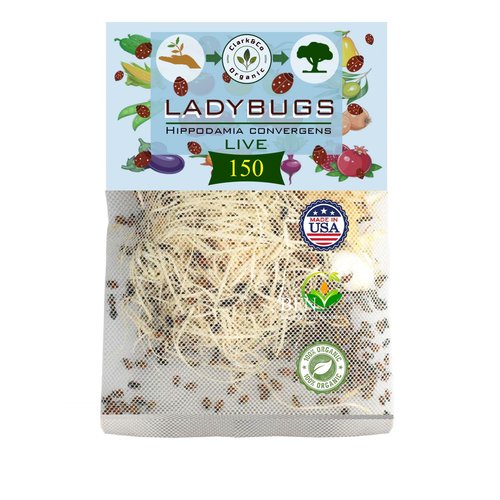 Clark&Co Organic 150x1 Live Ladybugs - Good Bugs for Garden - Pre-Fed Hippodamia Convergens - Guaranteed Live Delivery!…
