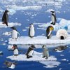 Morofme Arctic Penguin Figurines Toy Playset Mini Penguin Toy Set Realistic Penguin Cake Topper Small Penguin Action Figures Polar Animal Educational Toys Christmas Party Supplies Gift for Kids