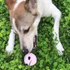 Dog Colorful Plush Squeaky Ball Toys for Small Medium Dogs and Cats; Soft Funny Face Toy Fetch Interactive Balls for Puppy; Gift Box