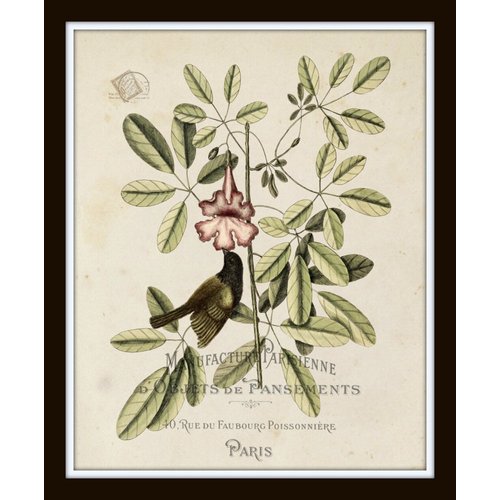 Vintage Bird and Botanical Print Set No. 2 Set of 6 Giclee Fine Art Prints - Unframed - Nature Decor, Vintage Prints, Nature Wall Decor, Bird Art, Vintage Art Prints, Vintage Bird Prints, Wall Art Nat