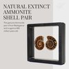 KALIFANO Extinct Natural Polished Ammonite Shell Pair Fossil Stone - Mineral from Madagascar with Feng Shui Healing Properties Thought to Bring Wealth, Prosperity, and Relaxation