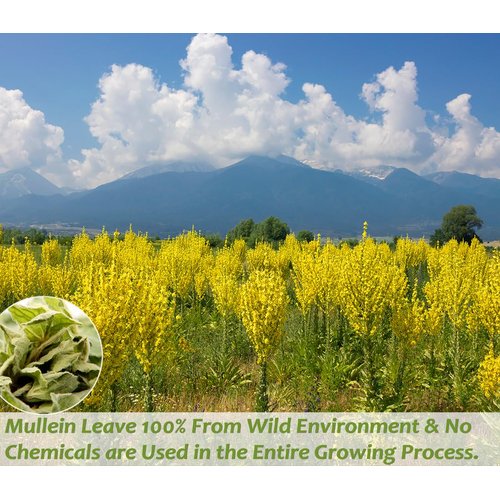 Premium 50 Mullein Leaf Tea Bags. Made with 100% Pure Mullein Leaves, for Lungs Cleanse and Respiratory Support, No Flavoring & No Additives & Caffeine Free.