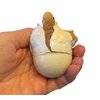 1 Hatch a Turtle Ocean Animal Grow in Water - Add Water and it Grows up to 4" - Sea Critter Toy Bath Fun Science Expanding Novelty Magic Absorbent Polymer Toy