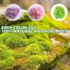 9 OZ Preserved Moss, Natural Live Moss, Fake Moss for Potted Plants, Spanish Moss for Terrariums Gardening Art, Vase Fillers, Craft Floral Wall, Wedding Decor (Green, Purple, Pink)