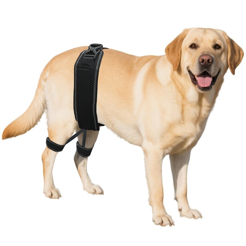 Dovanor Dog Hip Orthotics Brace, Dog Hip Dysplasia Brace, Support for ...