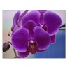 Small World Greetings Orchid Flower Note Cards 24 Count - Blank Inside with White Envelopes - A2 Size 5.5" x 4.25" - Floral Stationery - All Occasion Birthday, Thank You, and More