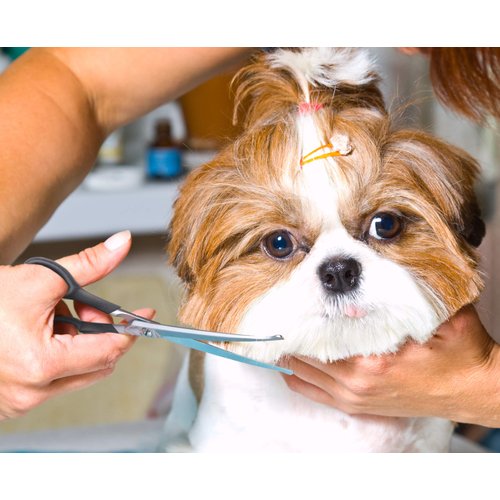 Pets First #1 Pet Grooming Scissors Body & Facial Trimmer Durable Stainless Steel Blades. Rounded Tips Shears for Long Medium Short Thick Wiry Curly Hair. Lightweight Cutter for Dogs & Cats. Set of 2