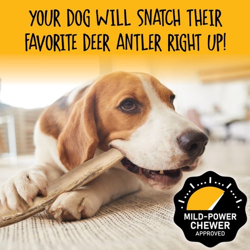 Snatchers Split Elk Antlers for Dogs – Long Lasting Dog Chews and Dog Toys for Aggressive Chewers, Naturally Shed Deer Antlers for Dogs Processed in The USA, No Additives (Small, 1 Count)