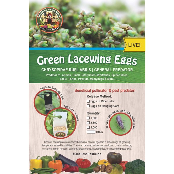 Green Lacewing Eggs - 10,000 Live Eggs Packed in Rice Hulls