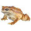 AENIMELY Realistic Solid Frog and Toad Animal Figurines for Kids, Educational Reptile Toys, Ideal for Birthday, Party Favors, and Science Projects（Brown）