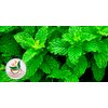 TeaDreamTea Peppermint Tea Bag - Mint Tea - Herbal Tea - Mint Tea Bags - Healthy Tea | Aromatic & Caffeine Free Tea - Bulk Tea Bags (100 Teabags)