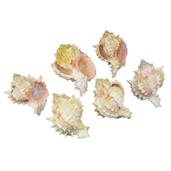 U.S. Shell Pink Murex Napkin Ring