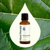 Plant Therapy Ravintsara Essential Oil 30 mL (1 oz) 100% Pure, Undiluted, Therapeutic Grade