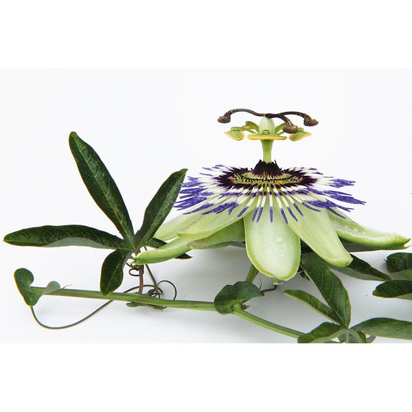 Passion Flower - Passiflora incarnata Loose Cut/Sifted by Nature Tea (2 oz)
