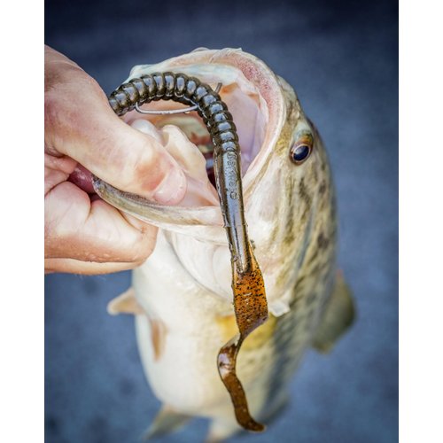 Berkley PowerBait® Power Worm Fishing Bait, Camo, 7in | 18cm, Irresistible Flavor, Classic Curly Tail Worm Profile, Ideal for Spring, Summer and Fall Fishing