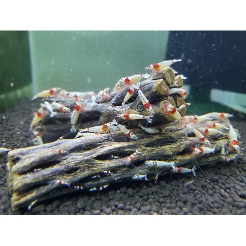 Natural Cholla Wood for Aquarium Decoration Shrimp and Fish Tank (6 Inch (3 Pack))