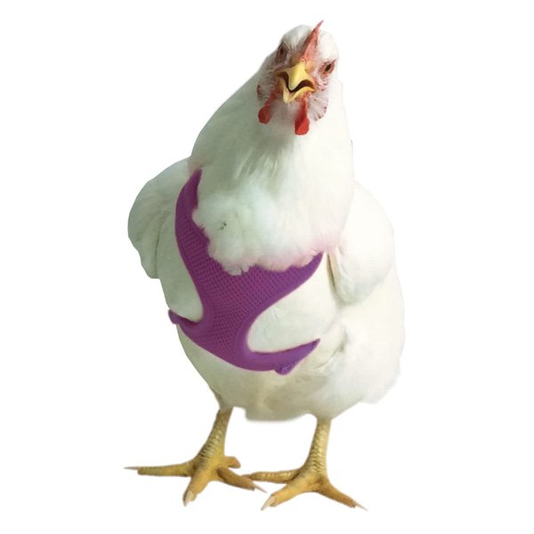 Chicken Harness (Purple, X-Small)
