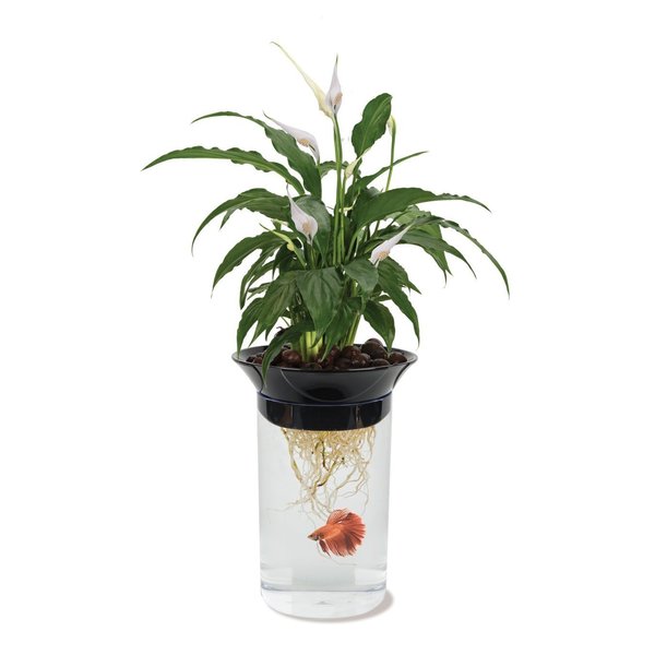 Penn-Plax (APON1) Aquaponic Planter and Aquarium for Betta Fish Tank Promotes Healthy Hydroponic Environment for Plants and Fish