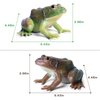 SCAHOW Realistic Tree Frog Figure Plastic Hand Painted Bullfrog Figurine Educational Rubber Animal Model Toys for Kids Children