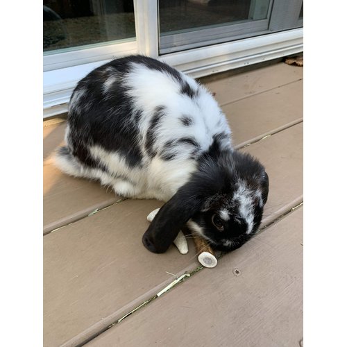 Perfect Pet Chews Elk Antler Bunny Bites - Grade A, All Natural, Organic, and Long Lasting Treats - Made from Naturally Shed Antlers in The USA - 8 Count