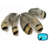 Partridge Feathes, Natural Feathers ; Chukar Partridge Hen Feather - 0.10 Ounce Pack
