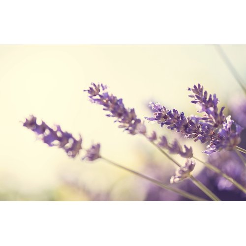 Premium Organic Lavender Essential Oil, 10ML, Imported from France - 100% Pure, Lavandula Officinalis, Undiluted, Therapeutic Grade, Aromatherapy - Perfect for Diffusers, Hair, Skin and Nail Care