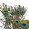 Natural Peacock Feather Cat Toy 6 Pack