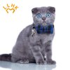 LLHK 4 Pack Small Fish Cat Collars with Bow Tie and Bell,Personalized Breakaway Kitten Collar for Girl boy Cats,Adjustable 7-12inch,Cute for Kitty Kitten Adult Cats,Pet Supplies,Stuff,Accessories