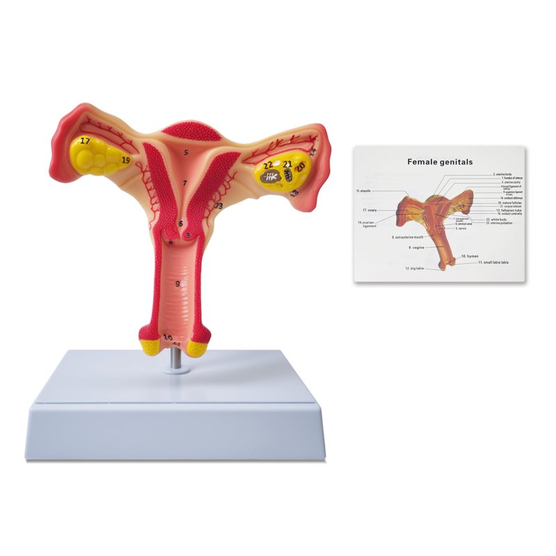 Rkakneecs Human Uterus Anatomy Models, Female Ovary Anatomical Model ...