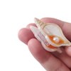 Mini Conch Hair Clip,Acetate Claw Clips,Hair Clips for Women,Pack of 2