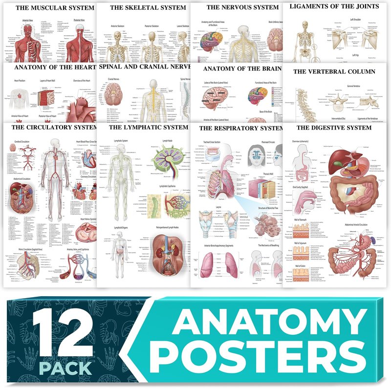 12-Pack Laminated Anatomy Posters for Wall – Educational Human Body ...