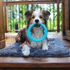 Messy Mutts Totally Pooched Chew n' Tug Ring | Durable TPR Dog Toy | Made for Tough Chewers | Tough Fetch Ring for Dogs | 6.5” | Teal