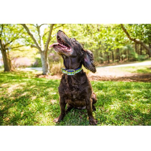 Dublin Dog Koa Collection Oxford 12.5 by 17-Inch Dog Collar, Medium, Apple Orchard