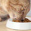 CatGuru Cat Bowls, Whisker Stress Free Cat Food Bowl, Reliefs Whisker Fatigue, Wide Cat Bowl, Non Slip Cat Food Bowls, Shallow Cat Dish, Cat Feeding & Watering Supplies (Marshmallow)