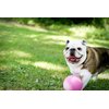 Jolly Pets Bounce-n-Play Dog Toy Ball, 6 Inches, Pink, 6 Inches/Medium (2506 PK)