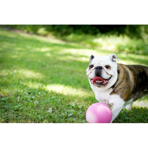 Jolly Pets Bounce-n-Play Dog Toy Ball, 6 Inches, Pink, 6 Inches/Medium (2506 PK)
