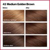 REVLON Colorsilk Beautiful Hair Permanent Hair Color, 43 Medium Golden Brown, 1.45 lb (RK-76775)