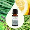 Plant Therapy Deodorizing Essential Oil Blend 10 mL (1/3 oz) 100% Pure, Undiluted, Therapeutic Grade